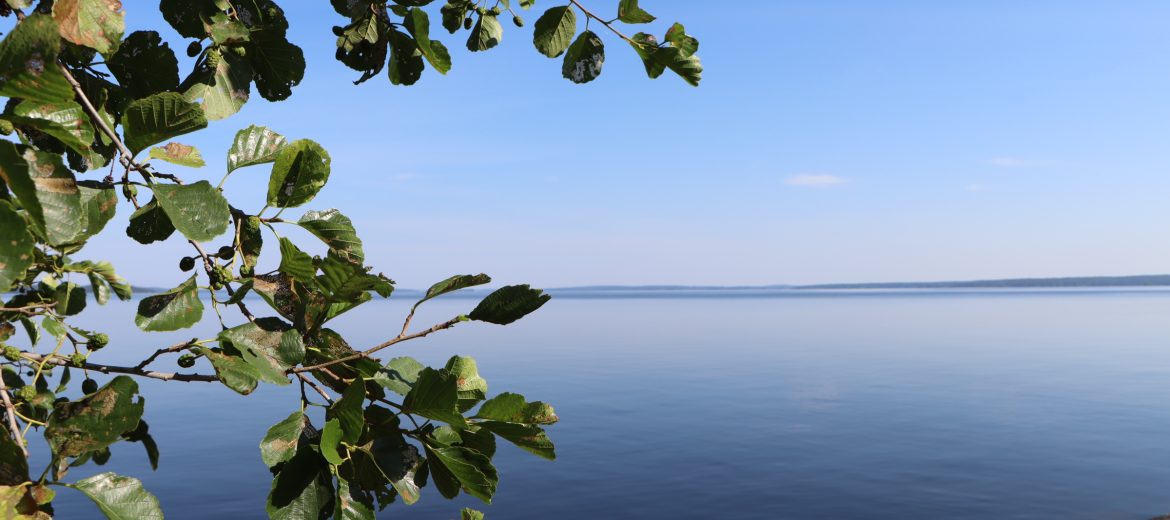 Maisemakuva Näsijärvestä. Vasemmassa laidassa koivun lehtiä, alakulmassa rannan kivikkoa.