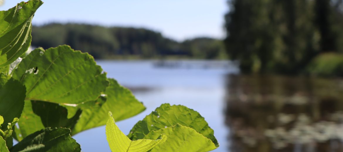 Lähikuva koivun lehdistä, taustalla järvimaisema